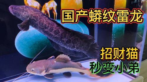 国产雷龙跳缸视频大全