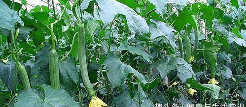 丝瓜视频第一页国产,丝瓜视频引领国产潮流