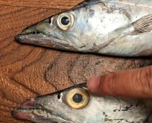 国产冷门鱼视频