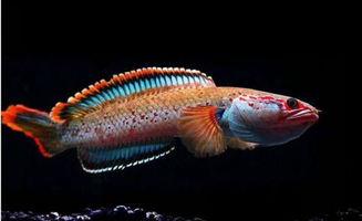 国产雷龙鱼喂养视频大全,全方位喂养视频大全解析