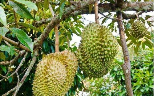 拯救国产榴莲树视频,视频揭秘拯救行动