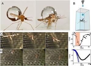 国产蚊子的视频